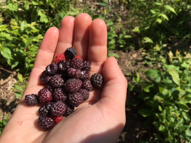 Berries from a garden